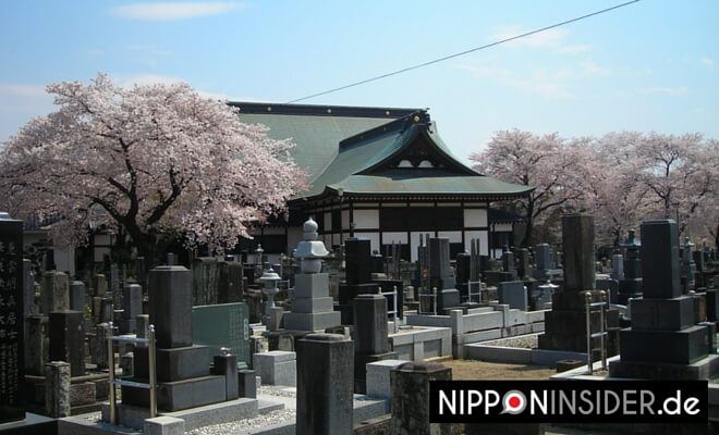 unser Friedhof mit Kapelle in Fukushima zur Frühlingszeit. Bild: Blühende Kirschbäume, mit Grabsteinen im Hintergrund
