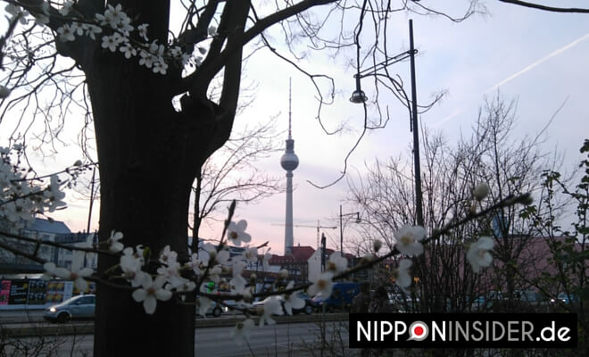©23.März 2016 by Nipponinsider | Den ersten blühenden Baum in Berlin gesichtet!!! Bild: Fernsehturm im Hintergrund, im Vordergrund die Blüten eines Baumes.