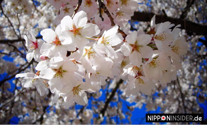 Mankai. Japanische Kirschblüte in voller Pracht | Nipponinsider
