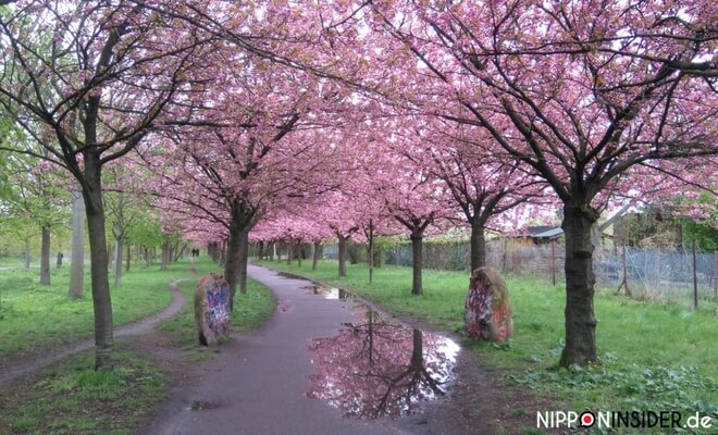 Kirschblüten Allee an der Bornholmer Straße bei Regen | Nipponinsider japanblog
