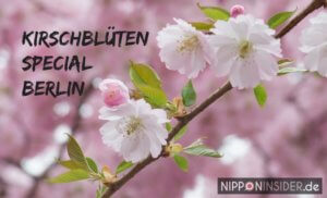 Kirschblüten Special. Bild einer Kirschblüte, Yaezakura. Sakura in Berlin auf Nipponinsider Japanblog