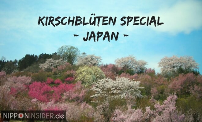 Sakura in Japan Hanami-yama Fukushima | Nipponinsider Japanblog