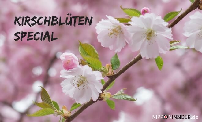 Kirschblüten Special. Bild einer Kirschblüte, Yaezakura. Sakura in Japan & Berlin auf Nipponinsider Japanblog