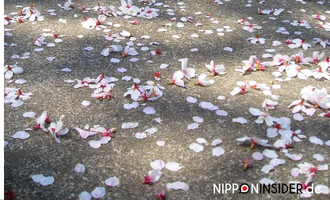 heruntergefallene Kirschblüten auf Asphalt | Nipponinsider