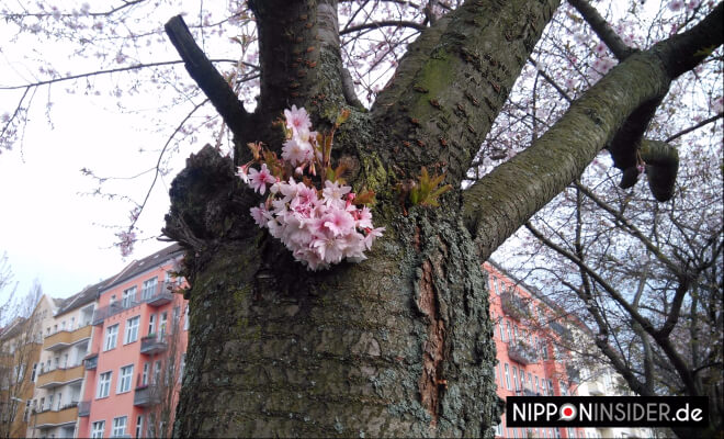 ein paar Kirschblüten an einem Baumstamm vor einem Berliner Wohnhaus | Nipponinsider Japanblog