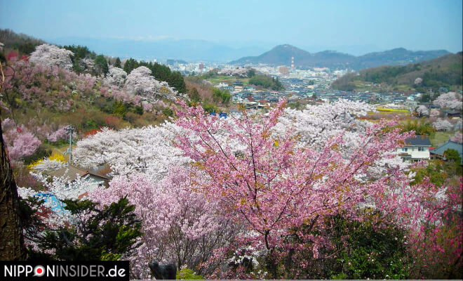 Blühende Bäume und ein weiter Blick auf die Stadt Fukushima und die umliegenden Berge | Nipponinsider Japanblog