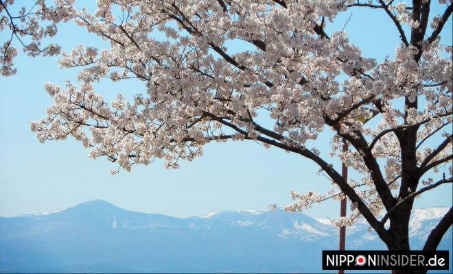 Azuma-Kofuji in Fukushima mit Kirschblüten im Vordergrund | Nipponinsider
