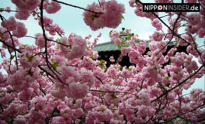 Yae-zakura in voller Blüte vor einem kleinen Schrein in Japan Fukushima | Nipponinsider