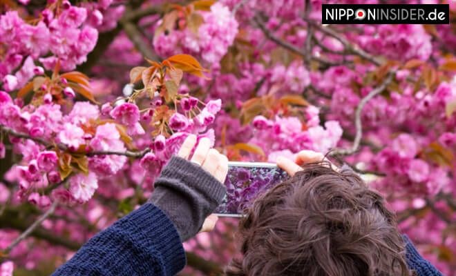 Fotoshooting von Kirschblüten mit dem Smartphone | Nipponinsider