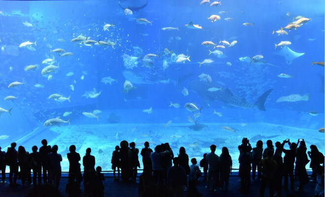 Menschen stehen am Okinawa Churaumi Aquarium Hauptbecken mit vielen Fischen